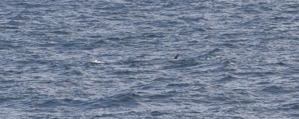 Bryde's whale surfacing off the South African coast, showing its tall falcate (hook-shaped) dorsal fin