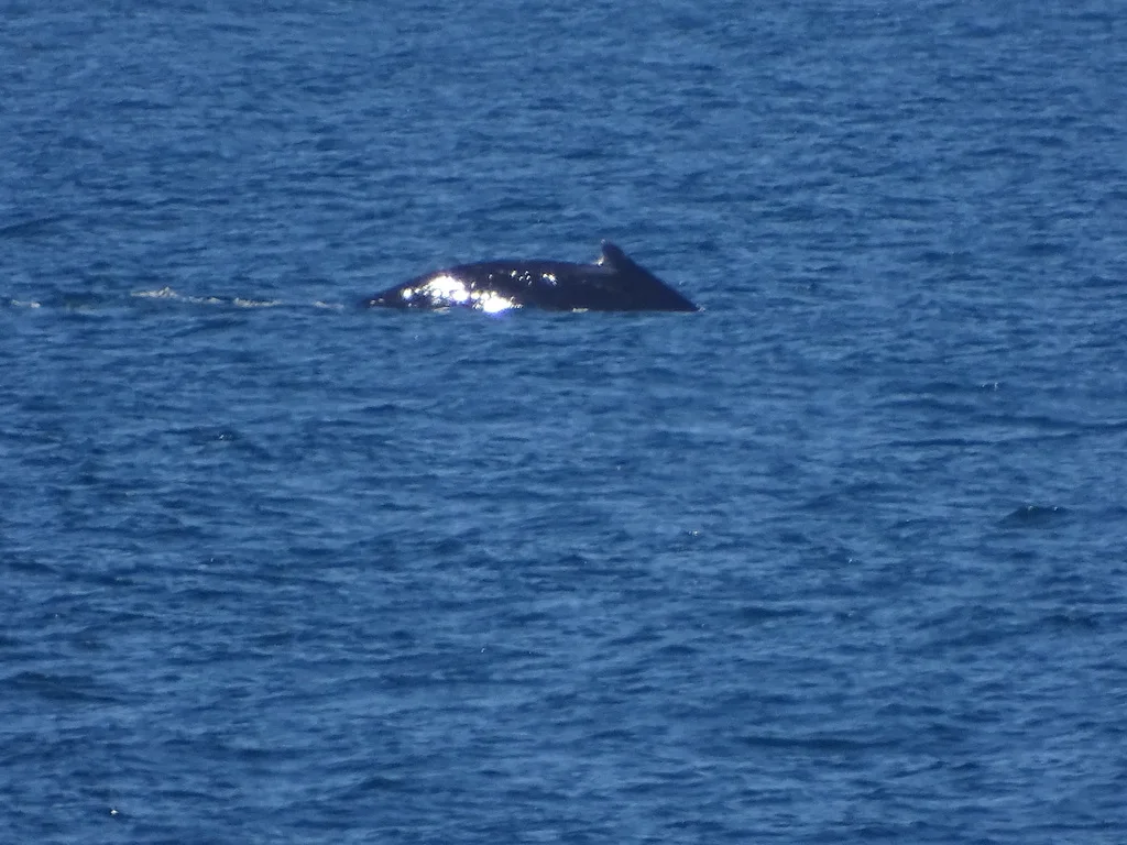 Humpback whale arching its back at the surface off the Garden Route coast, showing the low dorsal fin on a hump