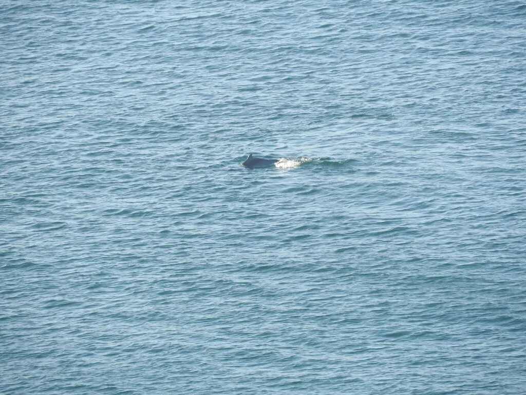 Indian Ocean humpback dolphins surfacing off the South African coast, showing the low hump beneath the dorsal fin