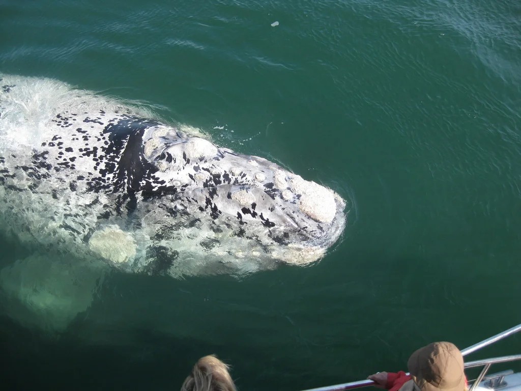Southern right whale surfacing beside a whale-watching boat off the South African coast, callosities visible on its head
