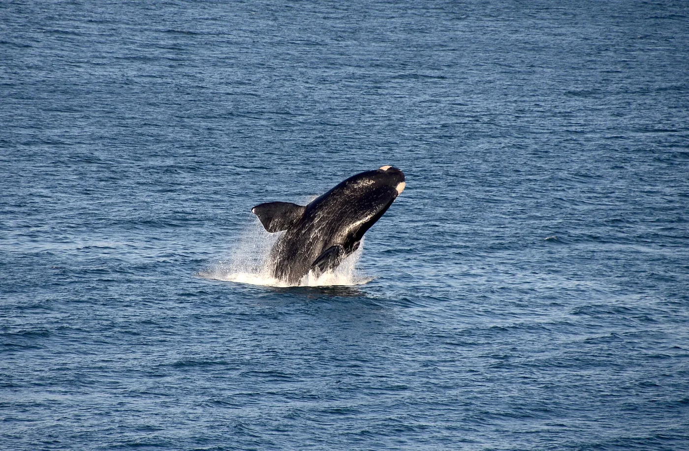 Southern right whale breaching off the South African coast during the Garden Route winter whale season