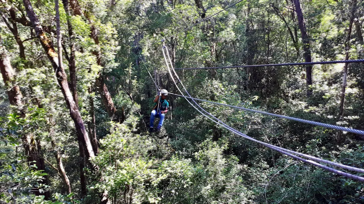 A rider in a helmet sliding along steel cables between tall trees in a dense indigenous forest