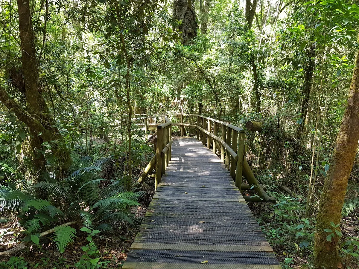 Raised timber boardwalk curving through indigenous forest with tree ferns and moss-covered trunks at the Garden of Eden, Knysna