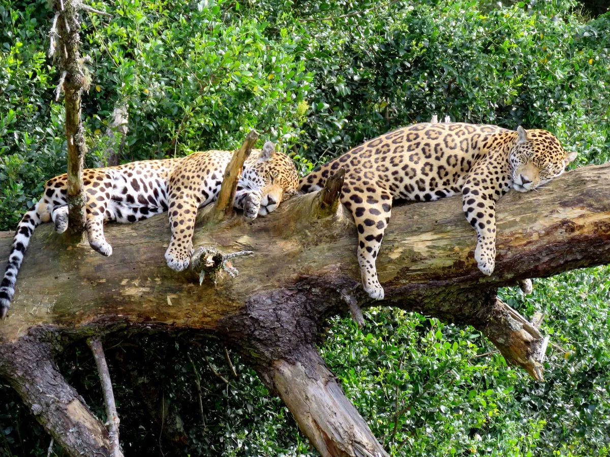 Two spotted jaguars asleep draped over a fallen log in dense green foliage at Jukani Wildlife Sanctuary