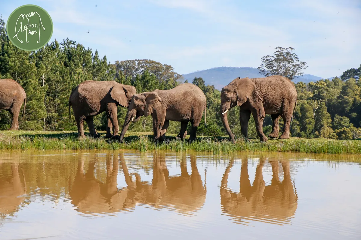 African elephants standing at the edge of a dam at Knysna Elephant Park, reflected in still water, forested hills behind