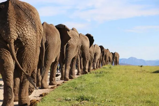 A line of elephants of descending size walking single file down a dirt track at Knysna Elephant Park