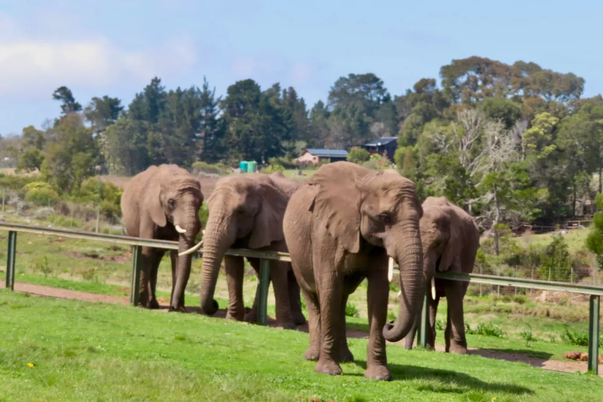 African elephants standing on mown grass behind a low rail at Knysna Elephant Park, Western Cape, South Africa