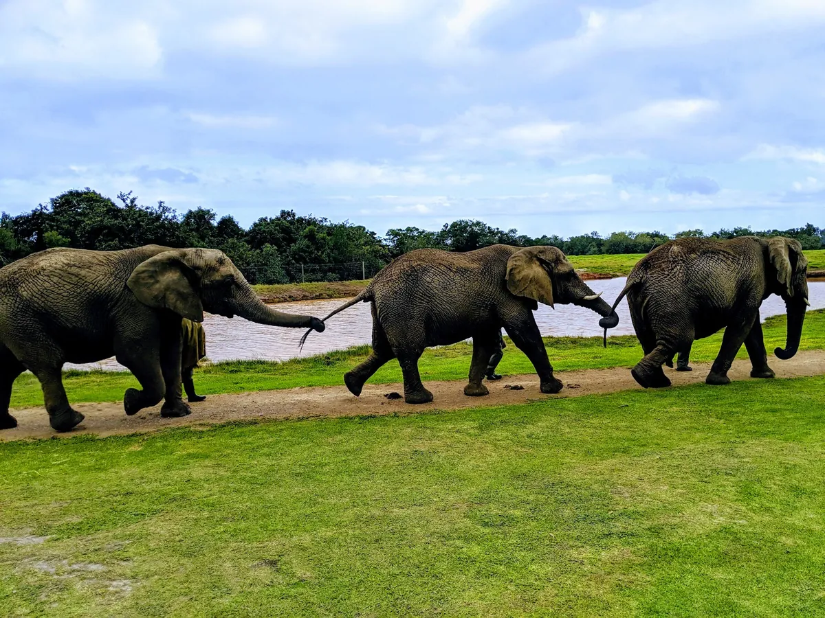 Three elephants walking trunk-to-tail in single file beside a pond at the Plett Elephant Sanctuary