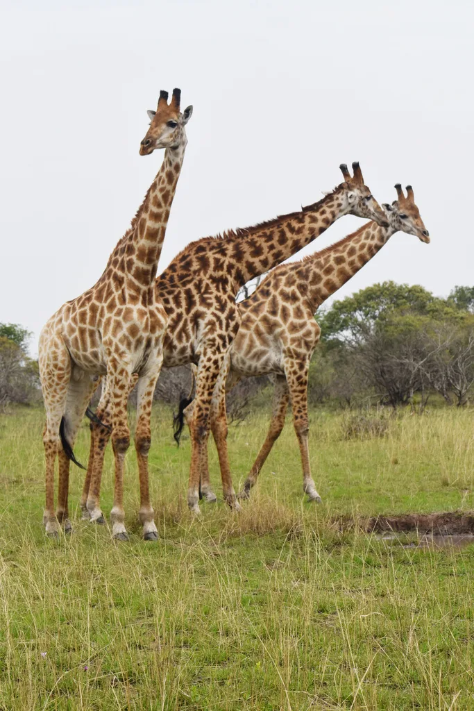 Three southern giraffes standing together on open grassland