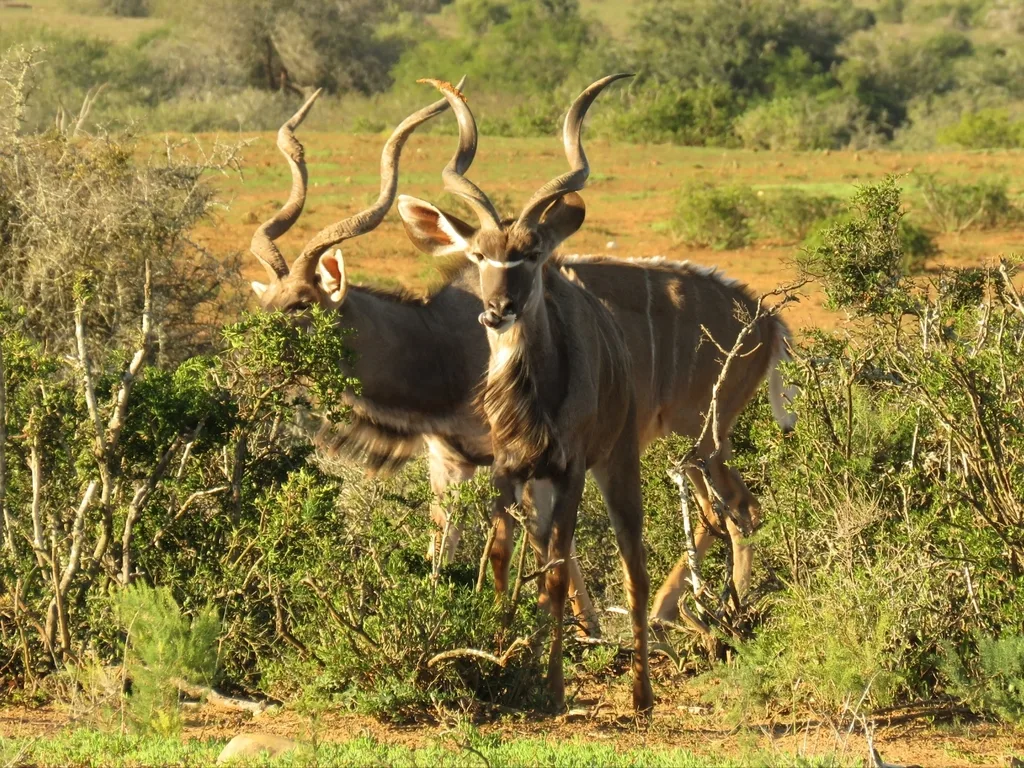 Two kudu bulls with spiral horns in golden light