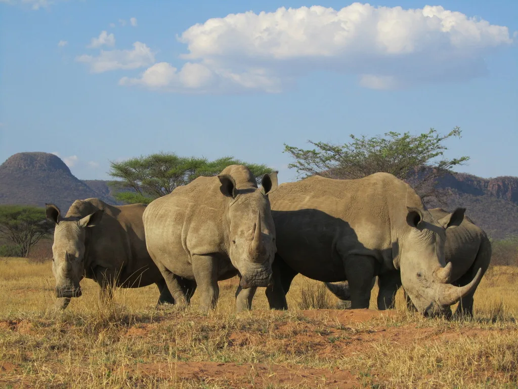 Three white rhinos grazing on open grassland with hills behind