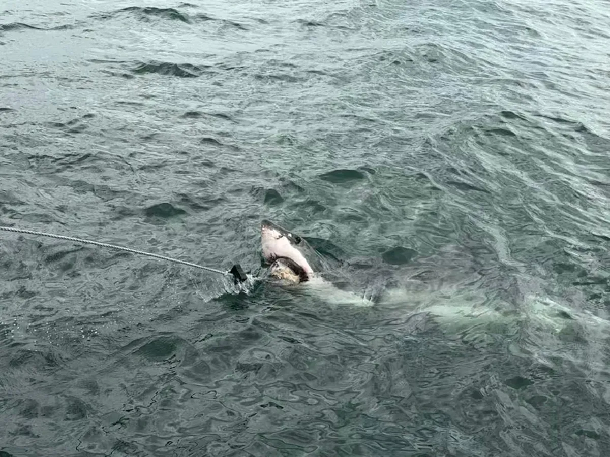A great white shark surfacing beside the bait line on a cage-diving trip off Mossel Bay