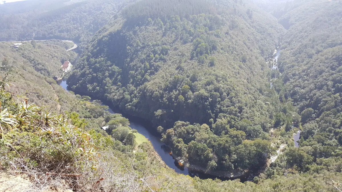 Forested river gorge seen from the Map of Africa viewpoint, Wilderness