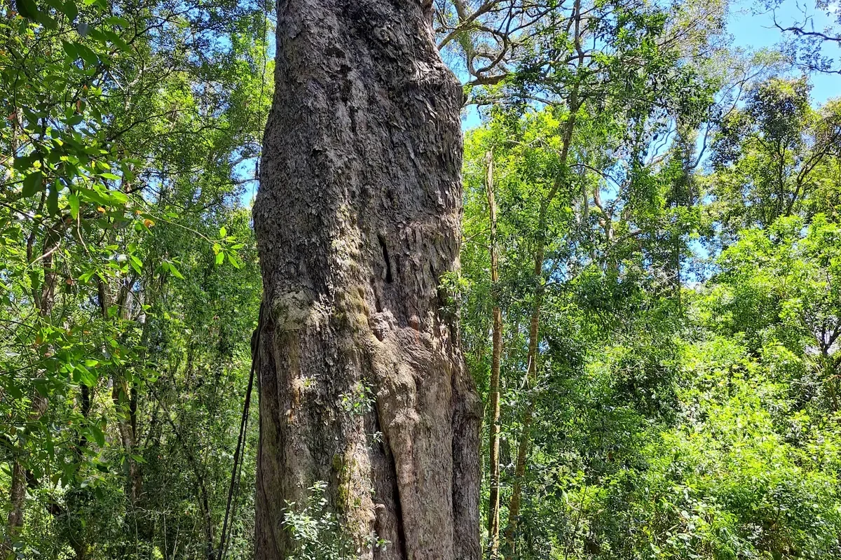 The Woodville Big Tree, a giant Outeniqua yellowwood, in indigenous forest near Wilderness